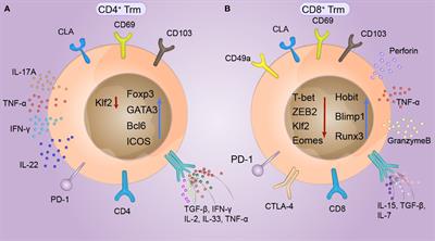 Heterogeneity and plasticity of tissue-resident memory T cells in skin diseases and homeostasis: a review